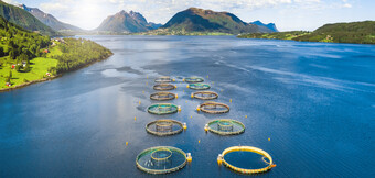 Compresor de aer comprimat utilizat în acvacultură – Soluție optimizată din punct de vedere energetic de la KAESER KOMPRESSOREN pentru un necesar sustenabil de aer comprimat.